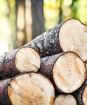 Dřevo s certifikací FSC